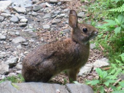 Smiling Rabbit
...on the Roan High Knob Trail,
July, 2010
