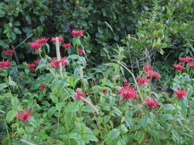 More butterflies
...on bee balm blossoms,
July, 2010
