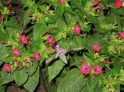 White Lined Sphinx Moth
More evolution? --a moth that resembles a nocturnal  hummingbird and gathers nectar at night.
July, 2010
