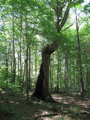Hollow On One Side
Coldspring Mountain,
August, 2010
