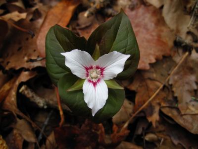 Painted Trillium
Rich Mountain,
4-17-15
