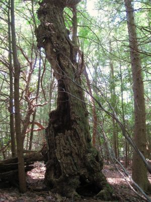 Ripped and Torn
Unaka Mountain,
August, 2010
