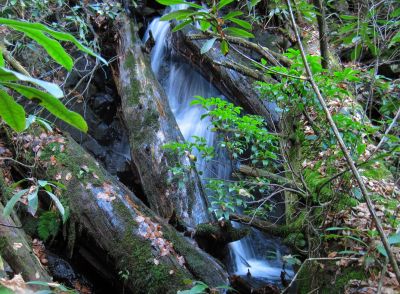 Cascade
Part of the 'Phantom Trace' series of waterfalls on Unaka Mountain, 11-14-2015
