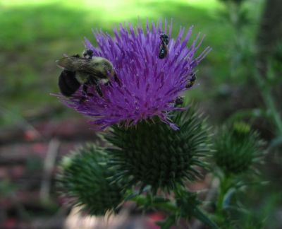 Bumble Bee on Thistle
2017
