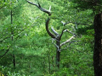 Spooky, yet Interesting 
Jones Branch,
August, 2010
