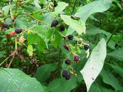 Blackberries
Spivey...
August, 2010

