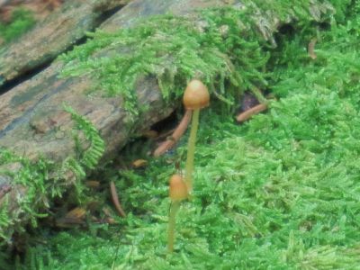 Small Mushrooms
on mossy log on Unaka Mountain.
August, 2010
