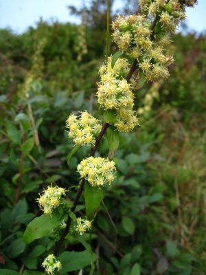 Meadow Flowers
Big Bald Meadows
Rat's Birthday Hike, 2013
Morning, Day 3
