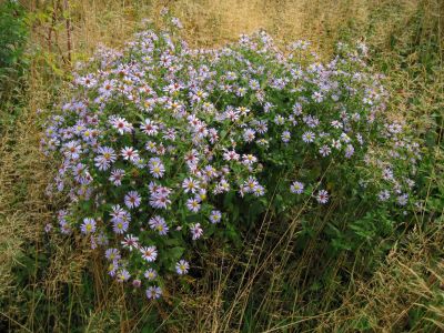Asters
Big Bald
Rat's Birthday Hike, 2013
Morning, Day 3

