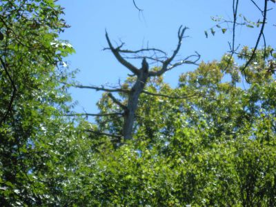 Spooky Tree
Near Jerry Cabin on the Appalachian Trail, (noon photo)
Coldspring Mountain,
September, 2010
