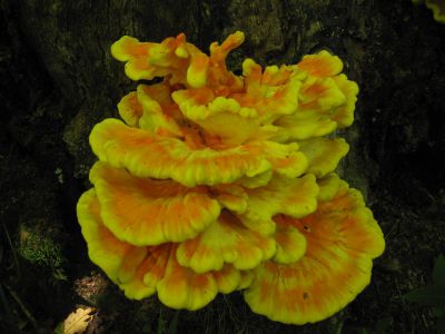 Laetiporus sulphureus
aka, 'Chicken Mushroom,'
Coldspring Mountain,
September, 2010
