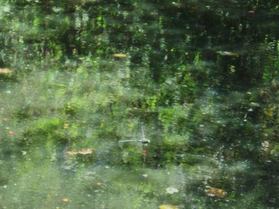 Green Dragonfly
Hovering over a small pond in the meadow on Coldspring Mountain,
September, 2010
