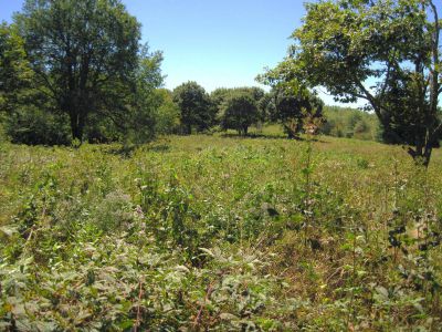 Meadow on Coldspring Mountain
The meadow hasn't been mowed down in a few years, apparently. Coldspring Mountain,
September, 2010
