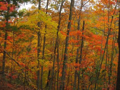 Autumn Scenery
11-3-2017
