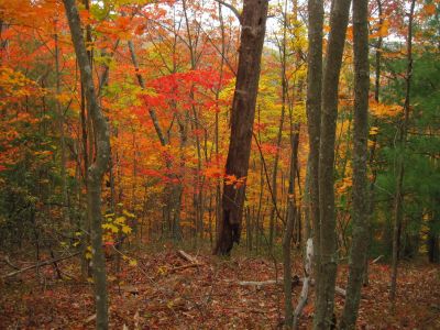 Autumn Scenery
11-3-2017
