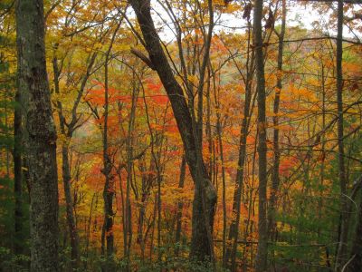 Autumn Scenery
11-3-2017
