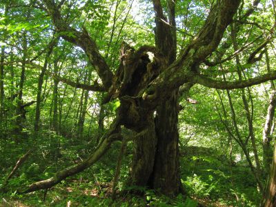Doubly Gnarly
Coldspring Mountain,
September, 2010
