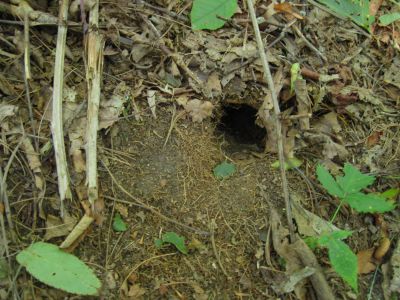 'Hobbit' Hole
Coldspring Mountain,
September, 2010
