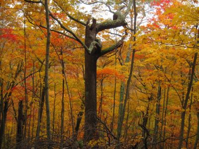 Autumn Scenery
11-4-2017
