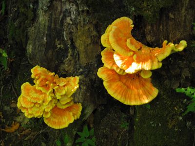 Laetiporus sulphureus
'Chicken Mushroom'...
Coldspring Mountain,
September, 2010
