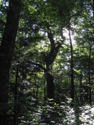 Peaceful Moment
on Coldspring Mountain,
September, 2010
