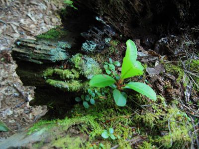 Cycle of Life
Laurels grow out of a rotting log...
Coldspring Mountain,
September, 2010
