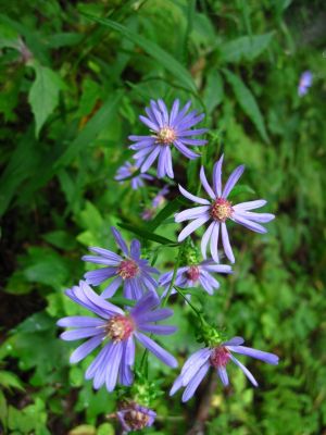 More Asters
Devil's Creek Gap
Rat's Birthday Hike, 2013
Day 5
