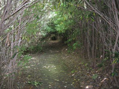Rhodo-Tunnel
Near Max Patch 
on the Appalachian Trail, 
September, 2010 
