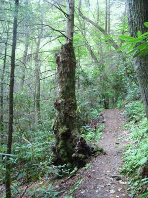 Funky Tree
...on the Appalachian Trail, RBH,
September, 2010

