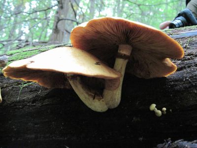 Parasol Mushrooms
growing out of an old log in the Roaring Fork on the Appalachian Trail, 
September, 2010

