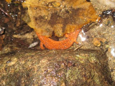 Spotted Orange Salamander
This li'l critter was clogging up the spring pipe at Walnut Mountain......on the RBH, Appalachian Trail, 
September, 2010
