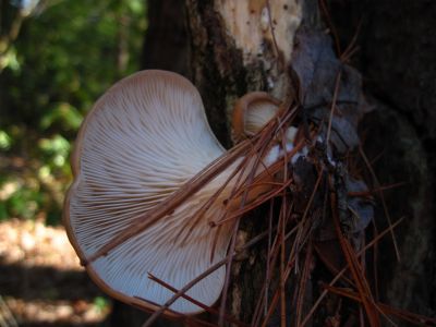 Curly Maple Gap,
December, 2015
