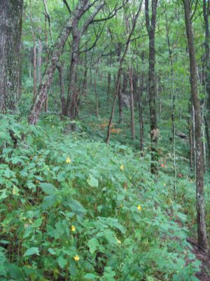Ascending Bluff Mountain
Interesting Boulder on the Appalachian Trail, 
September, 2010
