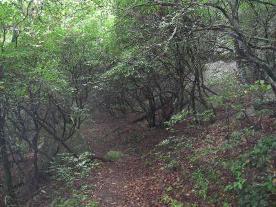 Bluff Mountain Trail
... the Appalachian Trail, 
September, 2010
