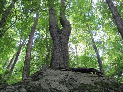 Wishbone Tree on Boulder
near the Big Rock Springs on Bluff Mountain,
RBH, September, 2010
