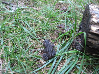 Toad
on Bluff Mountain.
September, 2010
