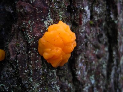 Orange Tree Fungi
Simmons Branch,
Rich Mountain, 
12-26-2015
