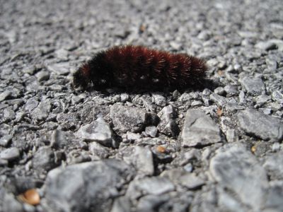 Wooly Worm

October, 2010
