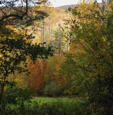 Autumn Scene
Meadow near Spivey Gap.
Little Bald Mountain
October, 2010
