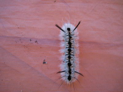 Catapiller
on tent-wall.
Big Bald Mountain
October, 2010

