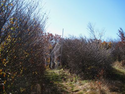 The Big Bald Banding Station
Nets with bird caught in it.
Big Bald Mountain
October, 2010
