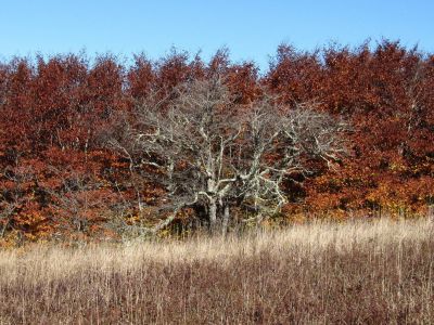 Craggy Tree At Edge Of Meadow
On Big Stamp,
Big Bald Mountain
October, 2010
