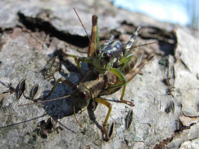 Grasshoppers
...on a log,
Little Bald Mountain,
October, 2010
