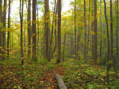 Autumn Scene
near Spivey Gap,
October, 2010
