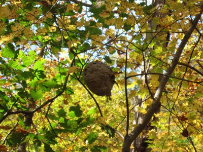 Wasp Nest
October, 2010
