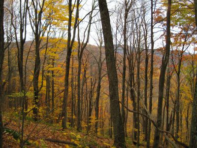 Autumn Scene
Unaka Mountain,
October, 2010

