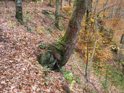 Gripping Boulder
Unaka Mountain,
October, 2010
