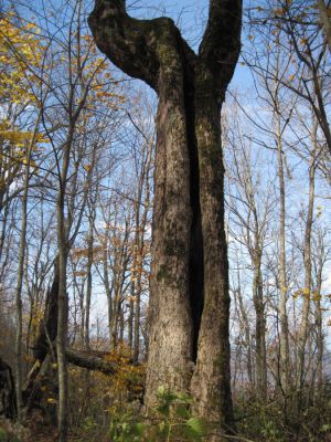 Split Tree
Unaka Mountain,
October, 2010
