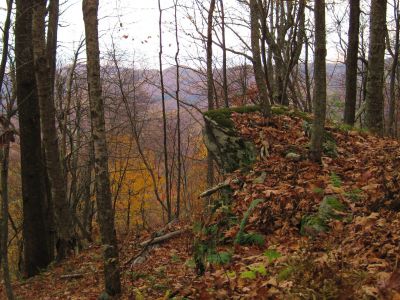 Unaka Mountain
Autumn Scene,
Unaka Mountain,
October, 2010
