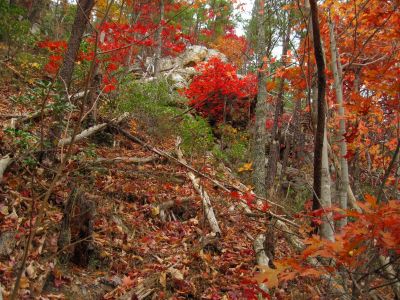 Sill Branch Overlook
Underneath the Cliffs...
10-31-2013
